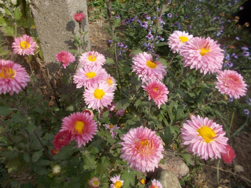  - CRIZANTEME SI TUFANALE 2021