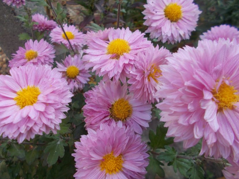  - CRIZANTEME SI TUFANALE 2021