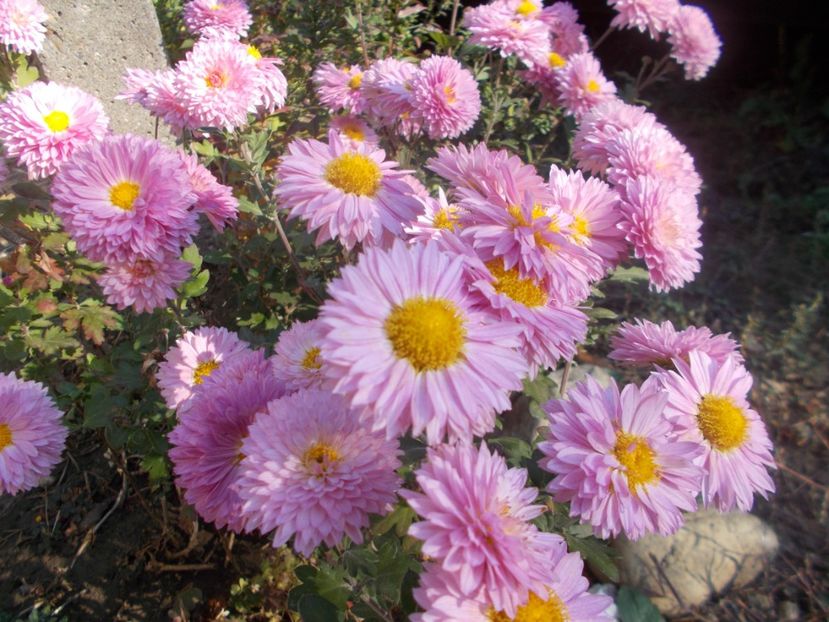  - CRIZANTEME SI TUFANALE 2021