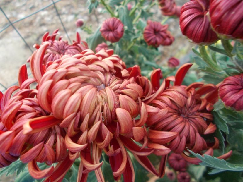  - CRIZANTEME SI TUFANALE 2021