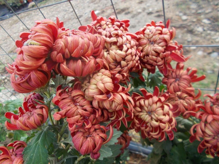  - CRIZANTEME SI TUFANALE 2021