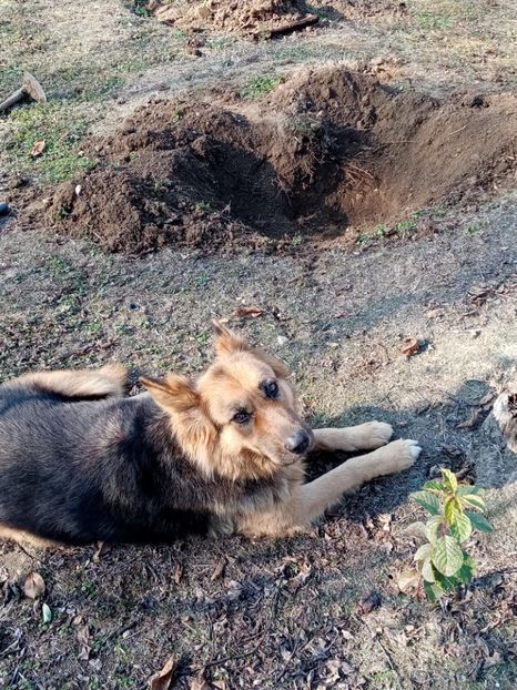  - 093 GRADINA NOIEMBRIE 2O21