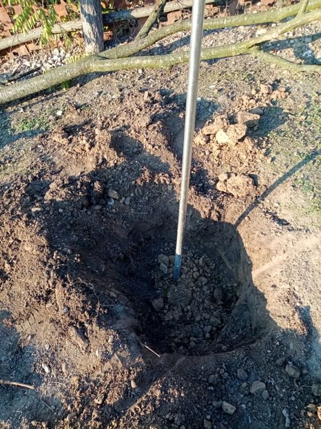  - 093 GRADINA NOIEMBRIE 2O21