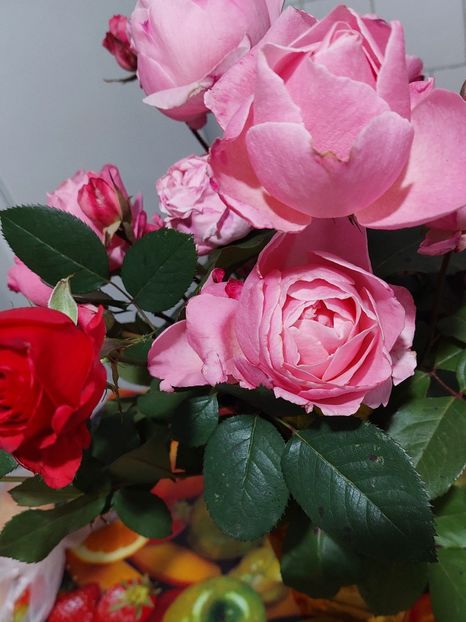  - Trandafiri 2020-2023