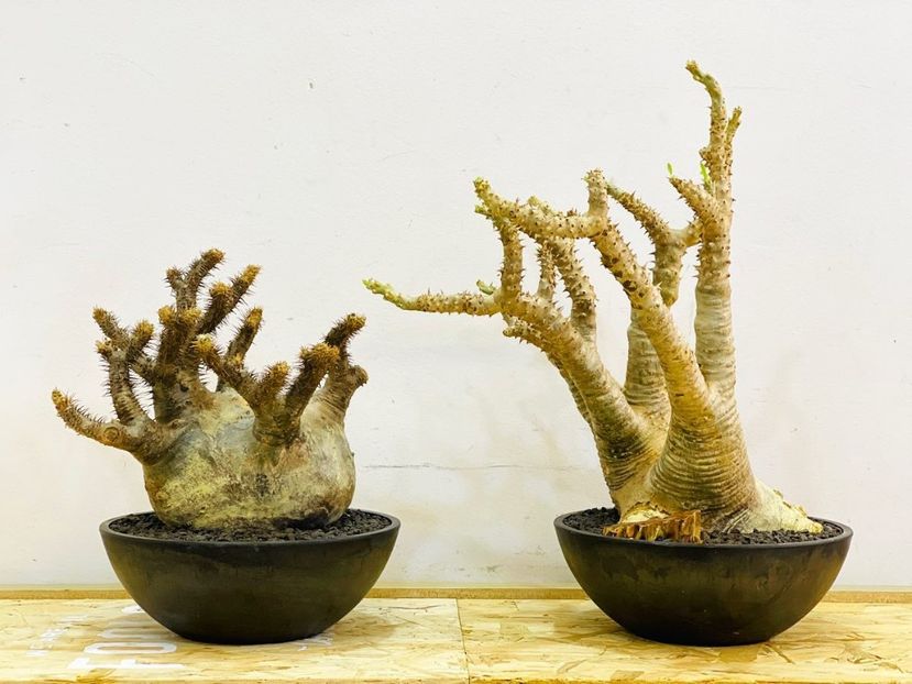 Pachypodium gracilius & pachypodium bicolor - Vase - aranjamente - accesorii