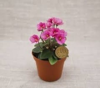 images - SK-First Love