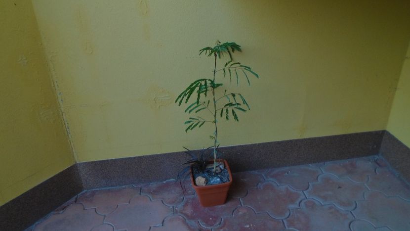 Acacia leucophloea (White bark acacia, Palo blanco) - Toamna 2020-2021-2022-2023