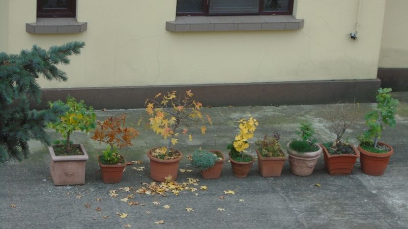 Forme si culori la sfarsitul lunii octombrie - Toamna 2020-2021-2022-2023