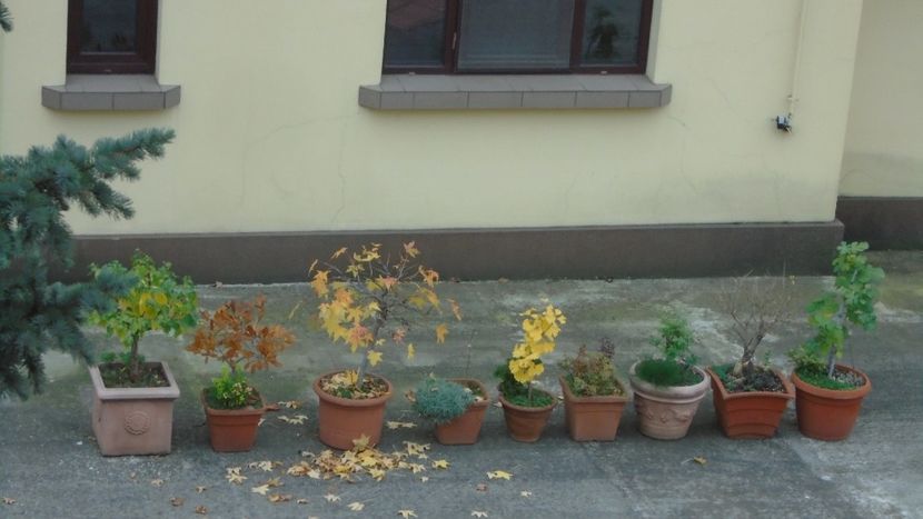 Forme si culori la sfarsitul lunii octombrie - Toamna 2020-2021-2022-2023