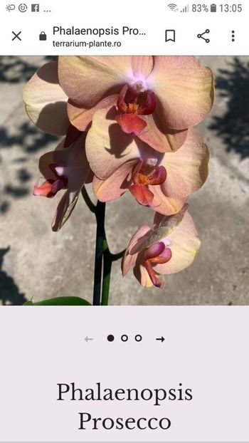 Screenshot_20210707-130502 - Orhidee 2021