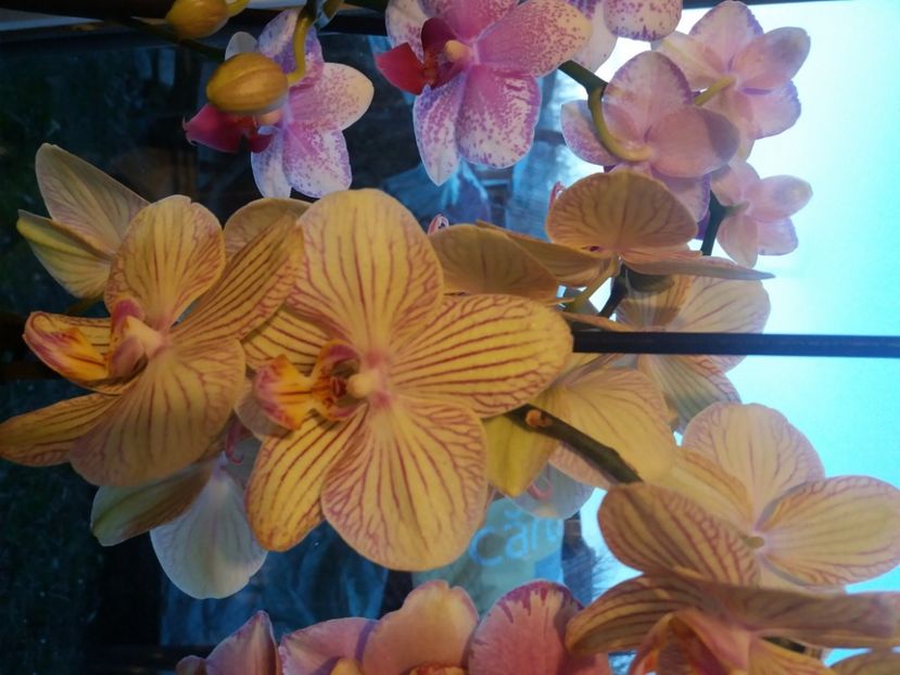  - Orhidee 2021