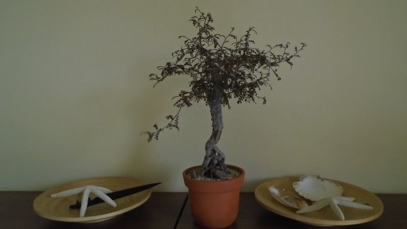 Operculicarya decaryi - Bonsai si prebonsai 2020-2023