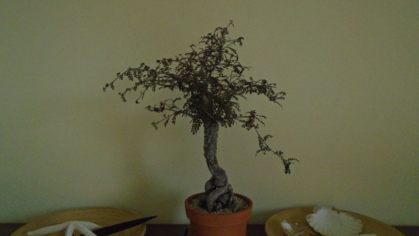 Operculicarya decaryi - Bonsai si prebonsai 2020-2023