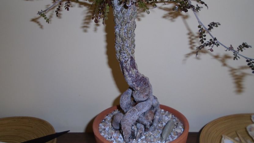 Operculicarya decaryi - Bonsai si prebonsai 2020-2023