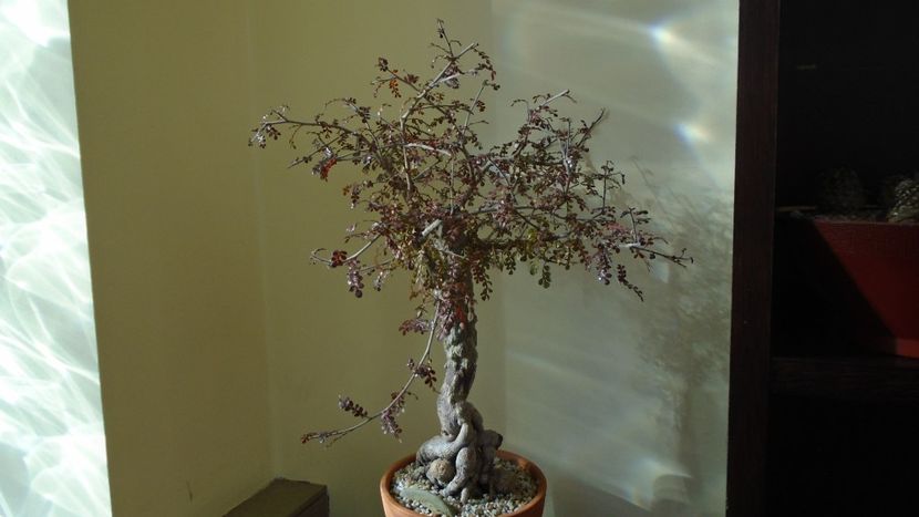 Operculicarya decaryi - Bonsai si prebonsai 2020-2023