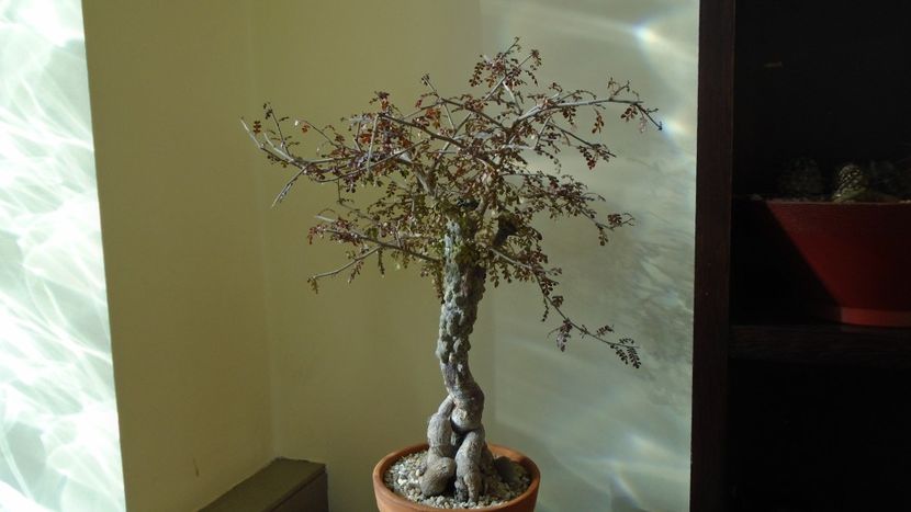 Operculicarya decaryi - Bonsai si prebonsai 2020-2023