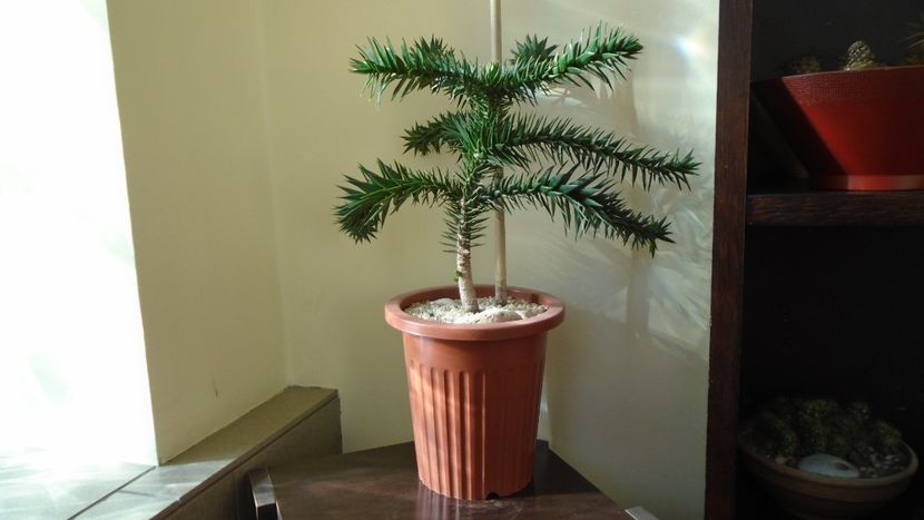 Araucaria araucana - Bonsai si prebonsai 2020-2023