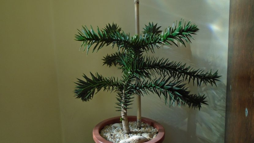 Araucaria araucana - Bonsai si prebonsai 2020-2023
