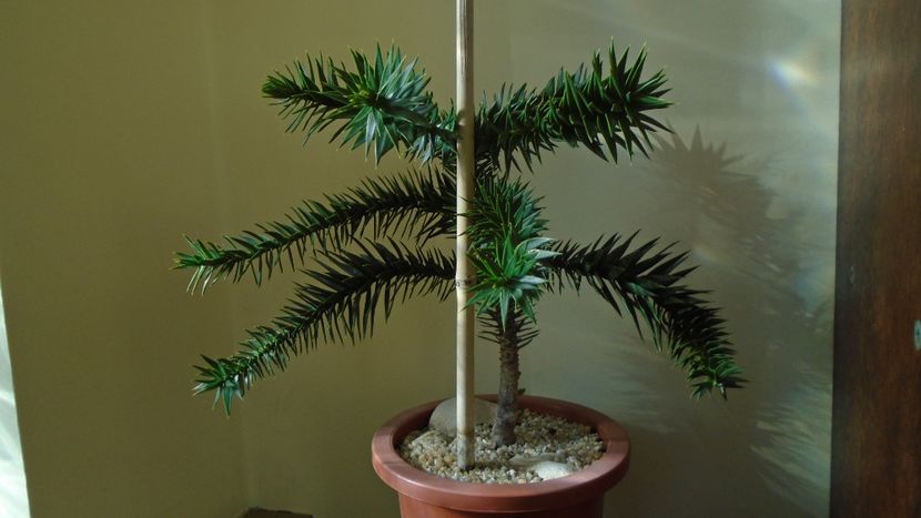 Araucaria araucana - Bonsai si prebonsai 2020-2023