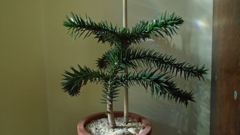 Araucaria araucana - Bonsai si prebonsai 2020-2023