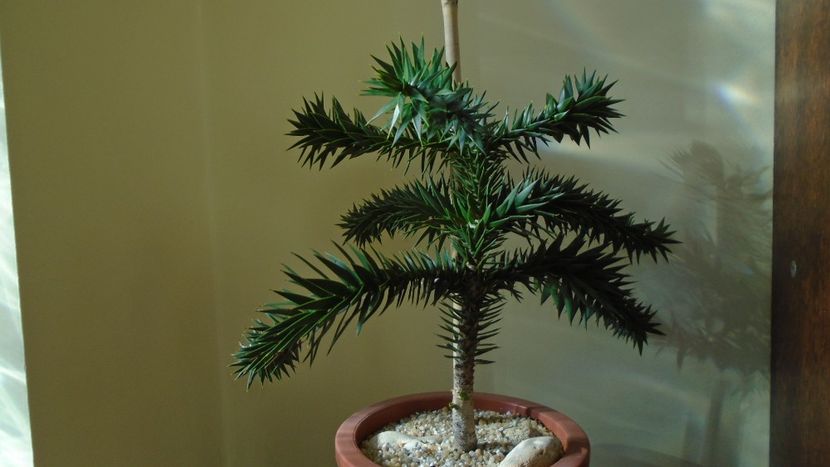 Araucaria araucana - Bonsai si prebonsai 2020-2023