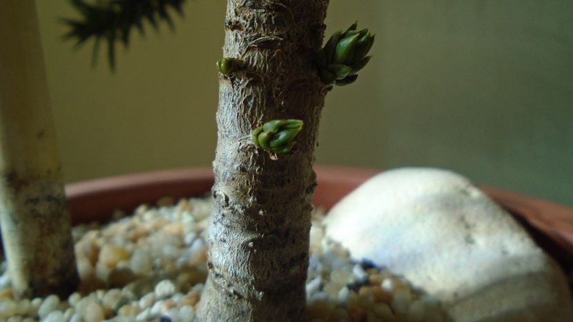 Araucaria araucana - Bonsai si prebonsai 2020-2023