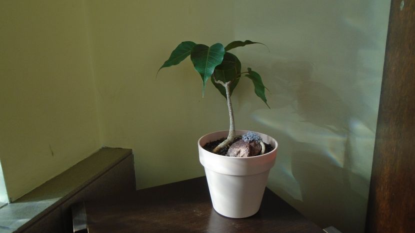 Ficus religiosa - Bonsai si prebonsai 2020-2023
