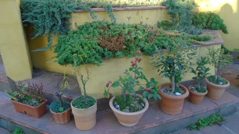 Ultimele zile ale lunii octombrie 2021 - Bonsai si prebonsai 2020-2023
