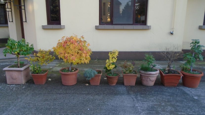 Ultimele zile ale lunii octombrie 2021 - Bonsai si prebonsai 2020-2023