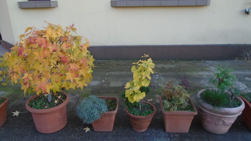 Ultimele zile ale lunii octombrie 2021 - Bonsai si prebonsai 2020-2023