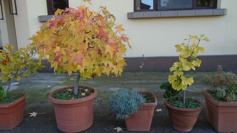 Ultimele zile ale lunii octombrie 2021 - Bonsai si prebonsai 2020-2023
