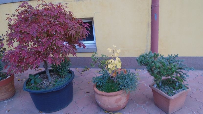 Acer palmatum - Bonsai si prebonsai 2020-2023