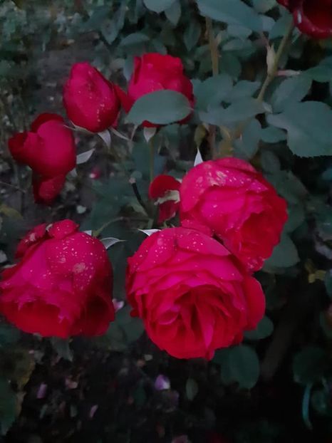  - Look good feel better floribunda Poulsen -2019