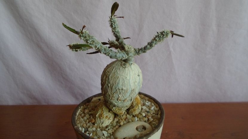 Euphorbia suzannae-marnierae - Caudiciforme - pachycaule si bulboase 2021
