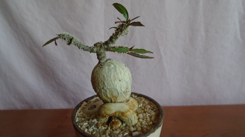 Euphorbia suzannae-marnierae - Caudiciforme - pachycaule si bulboase 2021