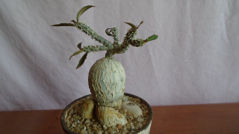Euphorbia suzannae-marnierae - Caudiciforme - pachycaule si bulboase 2021