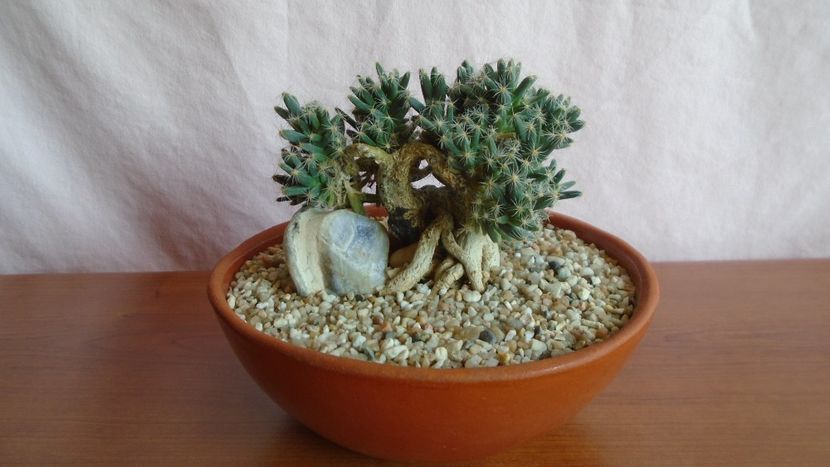 Trichodiadema densum - Caudiciforme - pachycaule si bulboase 2021