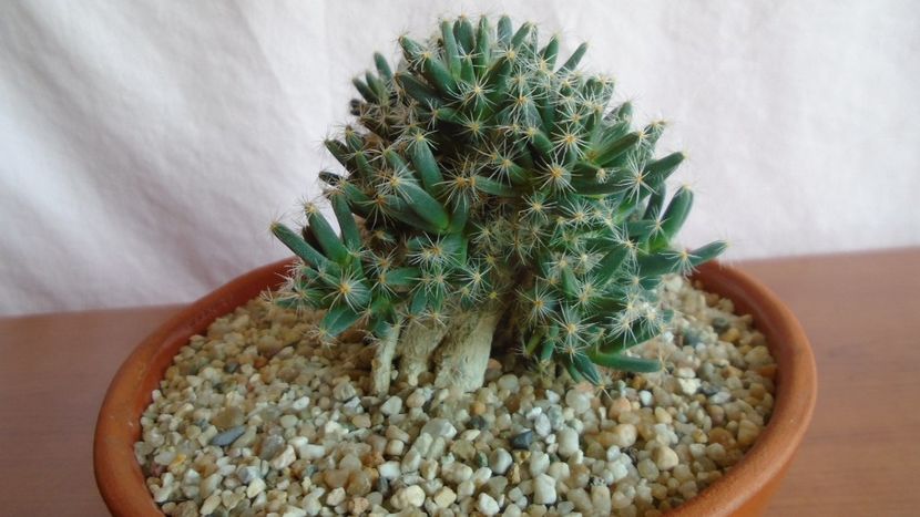 Trichodiadema densum - Caudiciforme - pachycaule si bulboase 2021