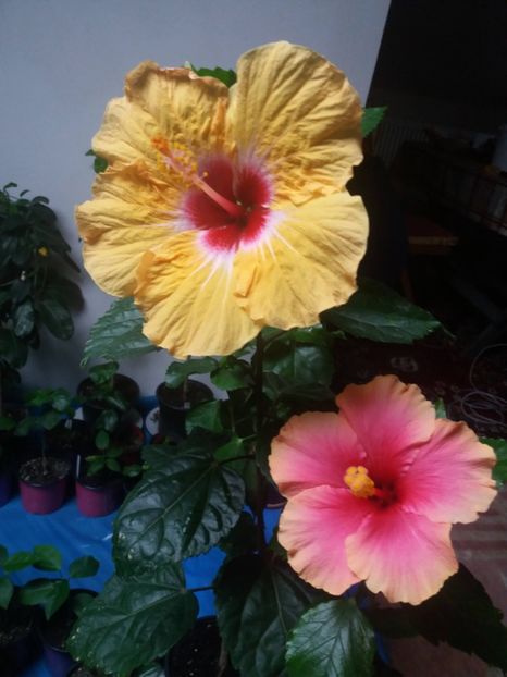  - Hibiscusi 2021