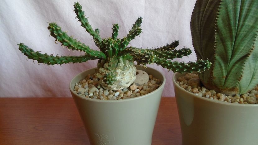 Grup de 3 Euphorbia: flanaganii, obesa & tubiglans - Caudiciforme - pachycaule si bulboase 2021