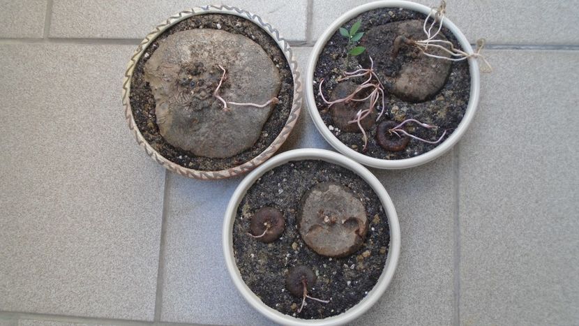 Cyclamen repandum + Pungitopo, regiunea muntoasa din N. Italiei - Caudiciforme - pachycaule si bulboase 2021