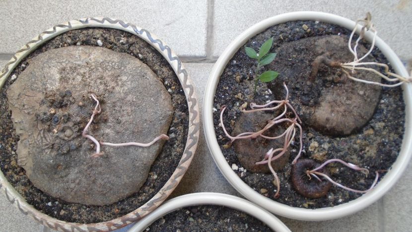 Cyclamen repandum + Pungitopo, regiunea muntoasa din N. Italiei - Caudiciforme - pachycaule si bulboase 2021