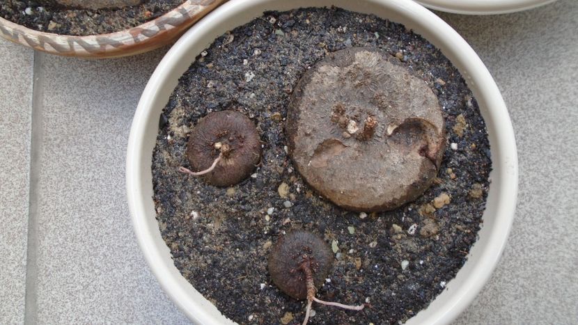 Cyclamen repandum + Pungitopo, regiunea muntoasa din N. Italiei - Caudiciforme - pachycaule si bulboase 2021