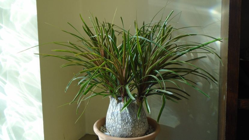 Beaucarnea recurvata (Nolina) - Caudiciforme - pachycaule si bulboase 2021