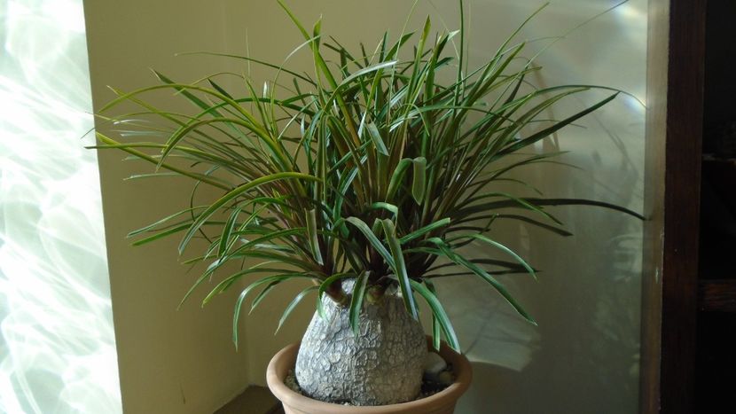 Beaucarnea recurvata (Nolina) - Caudiciforme - pachycaule si bulboase 2021