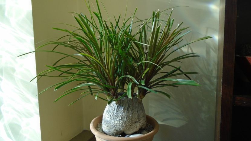 Beaucarnea recurvata (Nolina) - Caudiciforme - pachycaule si bulboase 2021