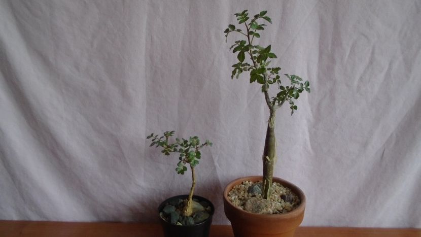 Pachycormus discolor & Bursera fagaroides - Caudiciforme - pachycaule si bulboase 2021