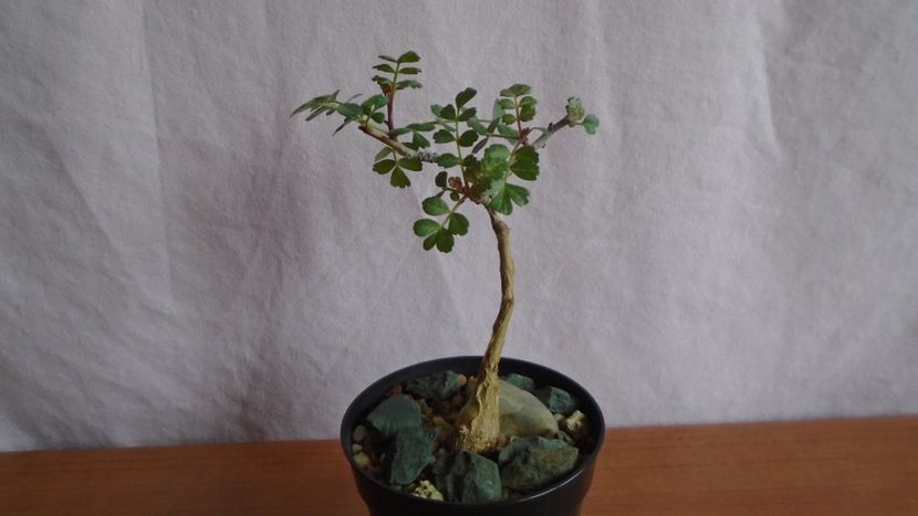 Pachycormus discolor - Caudiciforme - pachycaule si bulboase 2021