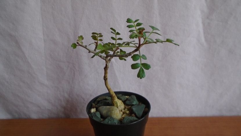 Pachycormus discolor - Caudiciforme - pachycaule si bulboase 2021