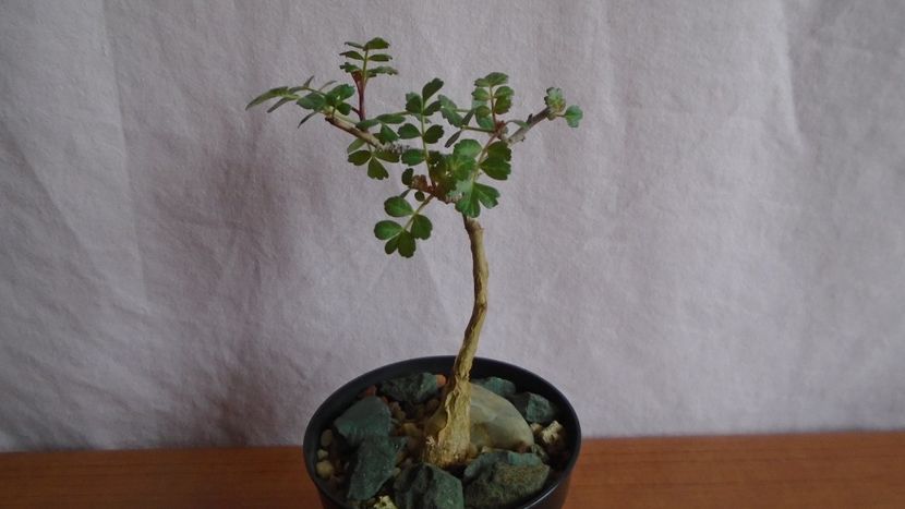Pachycormus discolor - Caudiciforme - pachycaule si bulboase 2021
